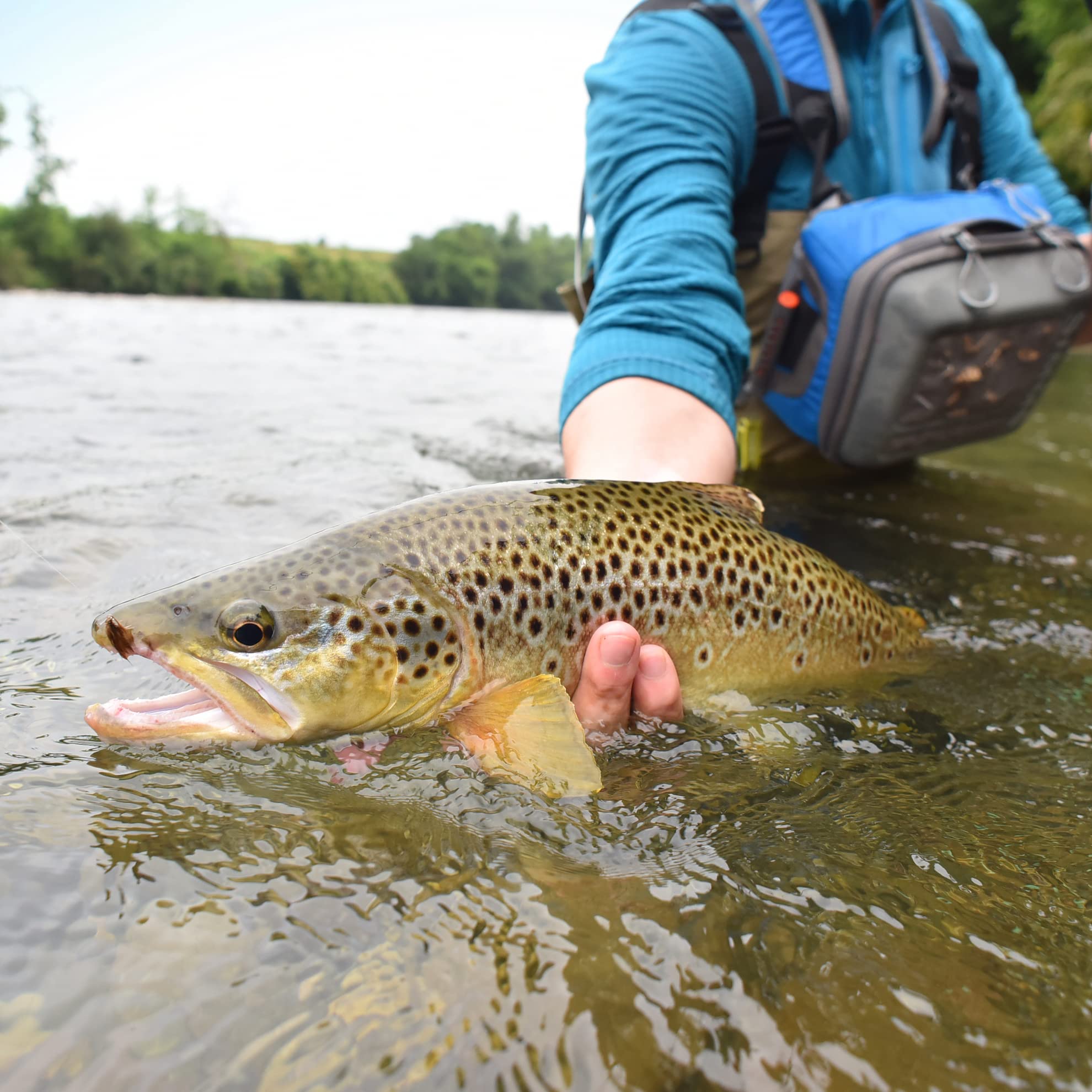 The Fly Fishing Place six-flies set size 16 pack shot.
