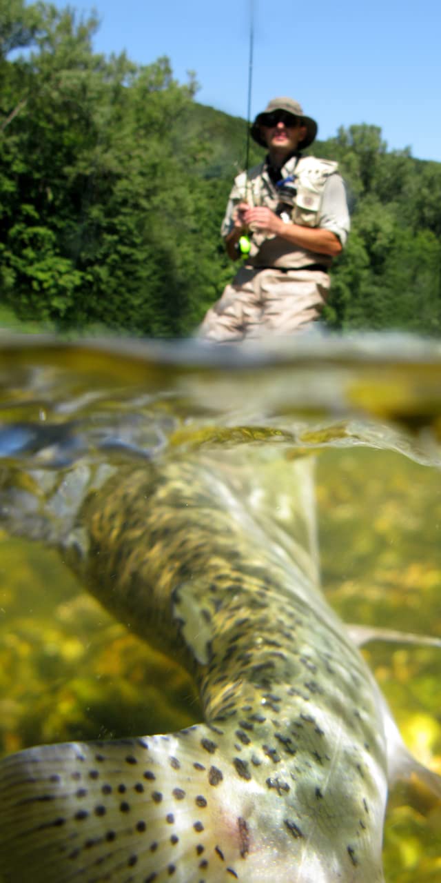 The Fly Fishing Place yellow deer hair popper in water action for exciting strikes