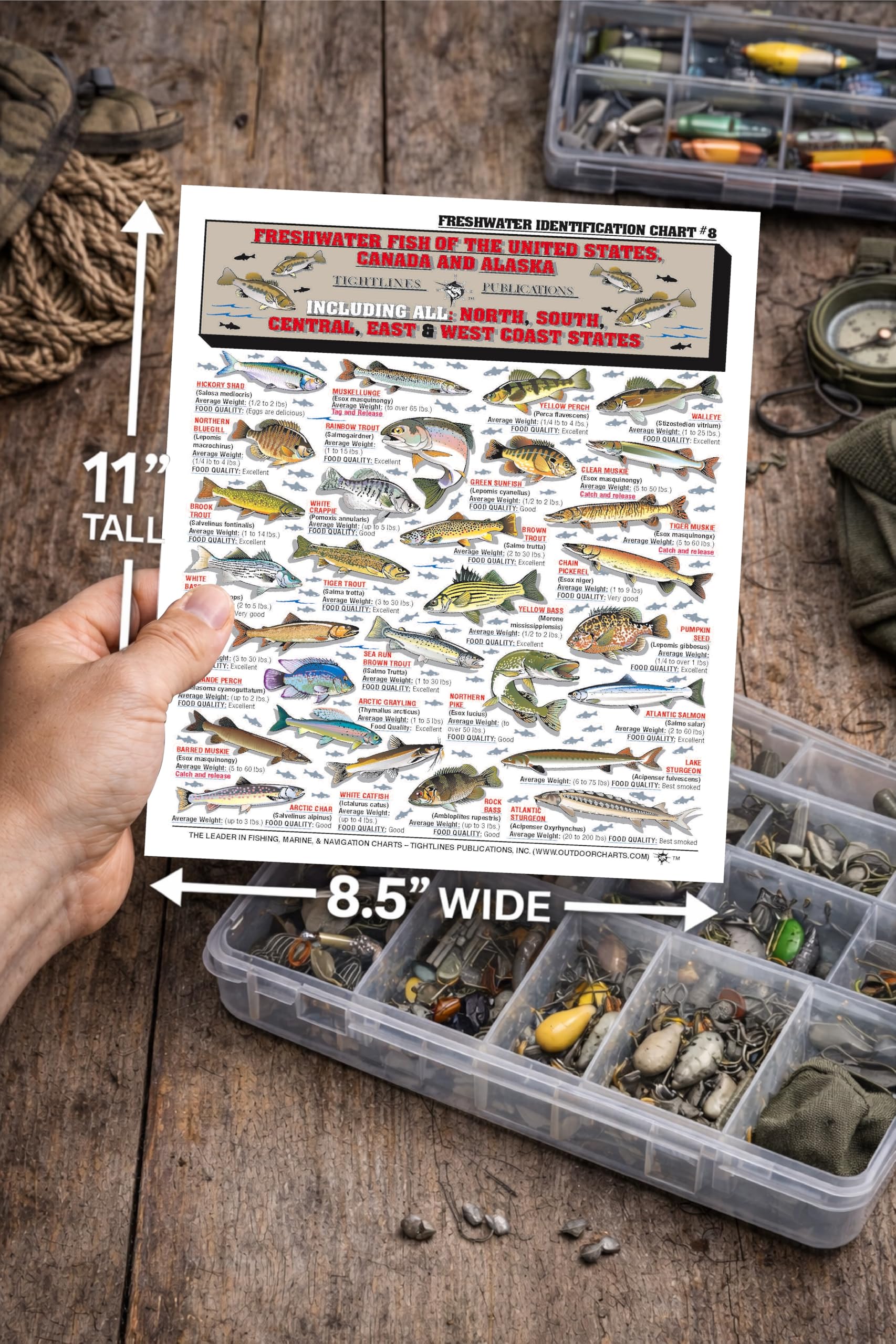 Tightlines Fishermans Freshwater Chart 8 outline aids rapid species recognition on water.