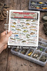 Tightlines Fishermans Freshwater Chart 8 outline aids rapid species recognition on water.