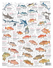 Tightlines chart illustrations guide anglers to identify species accurately