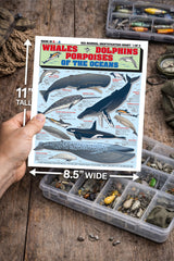 Tightlines Sea Mammal Identification double sided pages improve readability at a glance