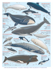 Tightlines Sea Mammal Identification rugged waterproof design withstands harsh ocean conditions