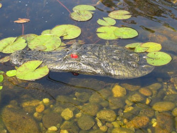 TJB-INC 22in gator decoy sized for pond placement