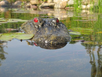 TJB-INC gator decoy shows lifelike motion with wind for natural look