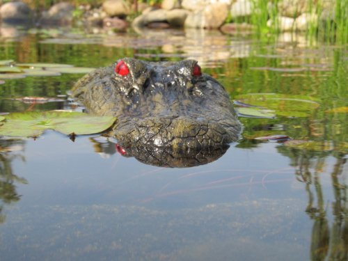 TJB-INC gator decoy shows lifelike motion with wind for natural look