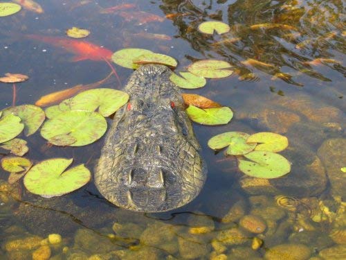 TJB-INC life-like gator head decoy for water features
