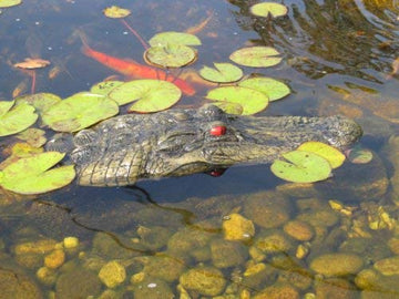 TJB-INC pond deterrent gator helps reduce bird activity