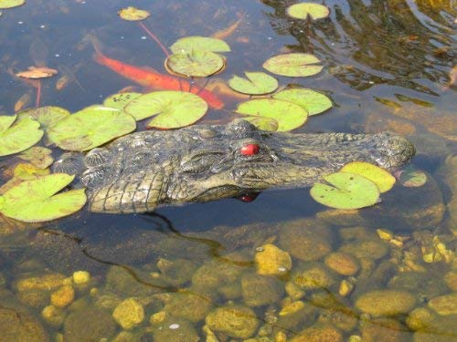 TJB-INC pond deterrent gator helps reduce bird activity