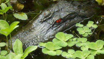 TJB-INC residential pool bird control with realistic alligator head