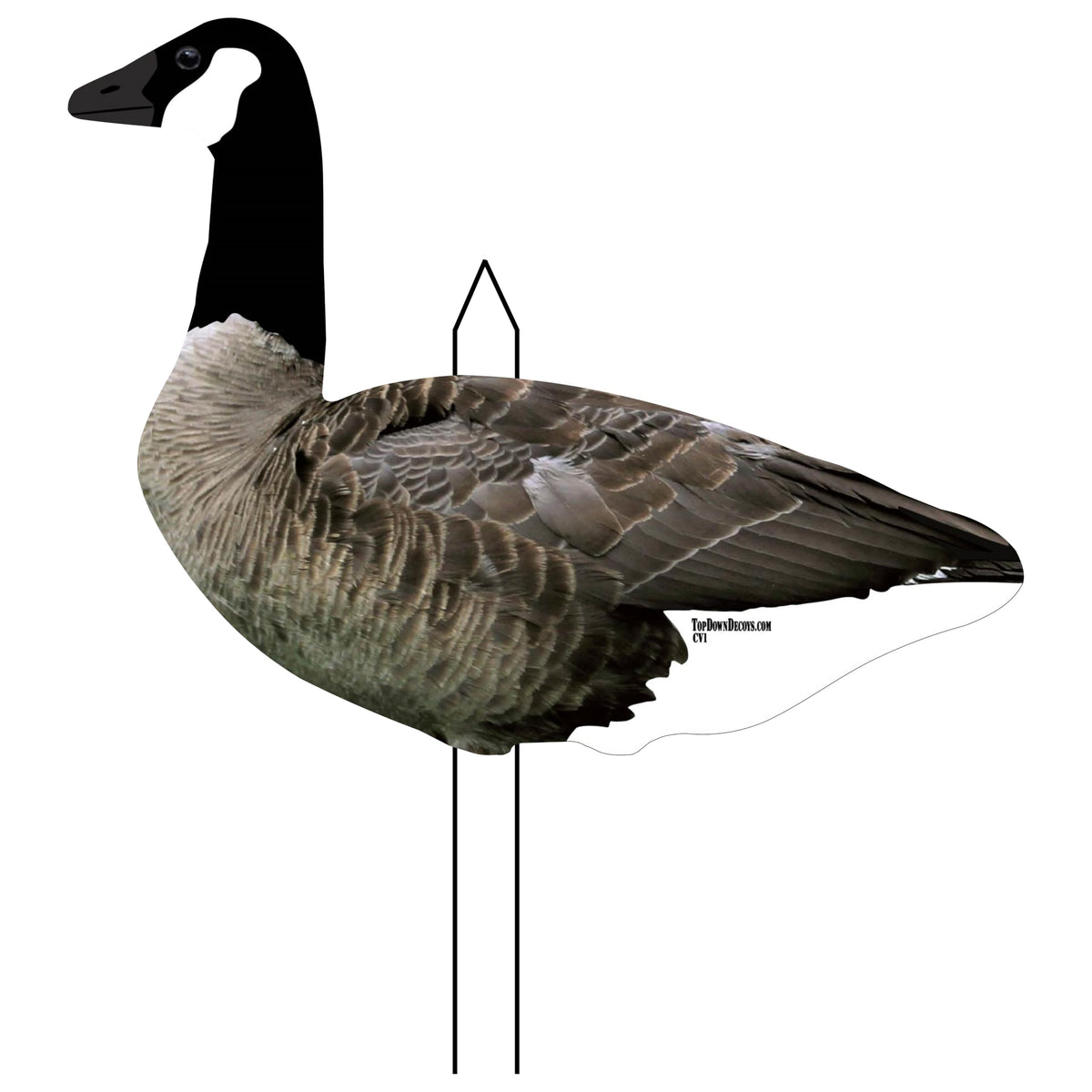 Top Down Decoys CV246-12 front view shows lifelike Canada Goose silhouette for convincing setups.
