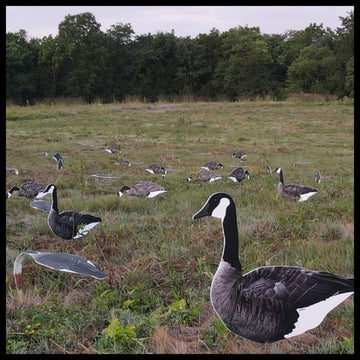 Top Down Decoys CV246-12 12-pack vertical silhouettes ready for quick setup.