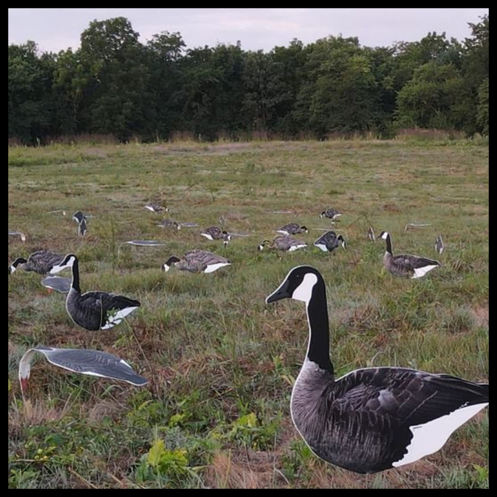 Top Down Decoys CV246-12 12-pack vertical silhouettes ready for quick setup.