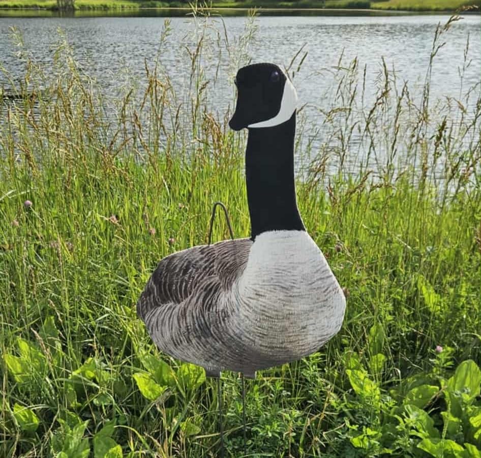 Top Down Decoys CV246-12 UV inks resist fading in sunlight.