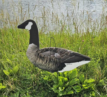 Top Down Decoys CV246-12 walker head demonstrates versatile posing for realism.