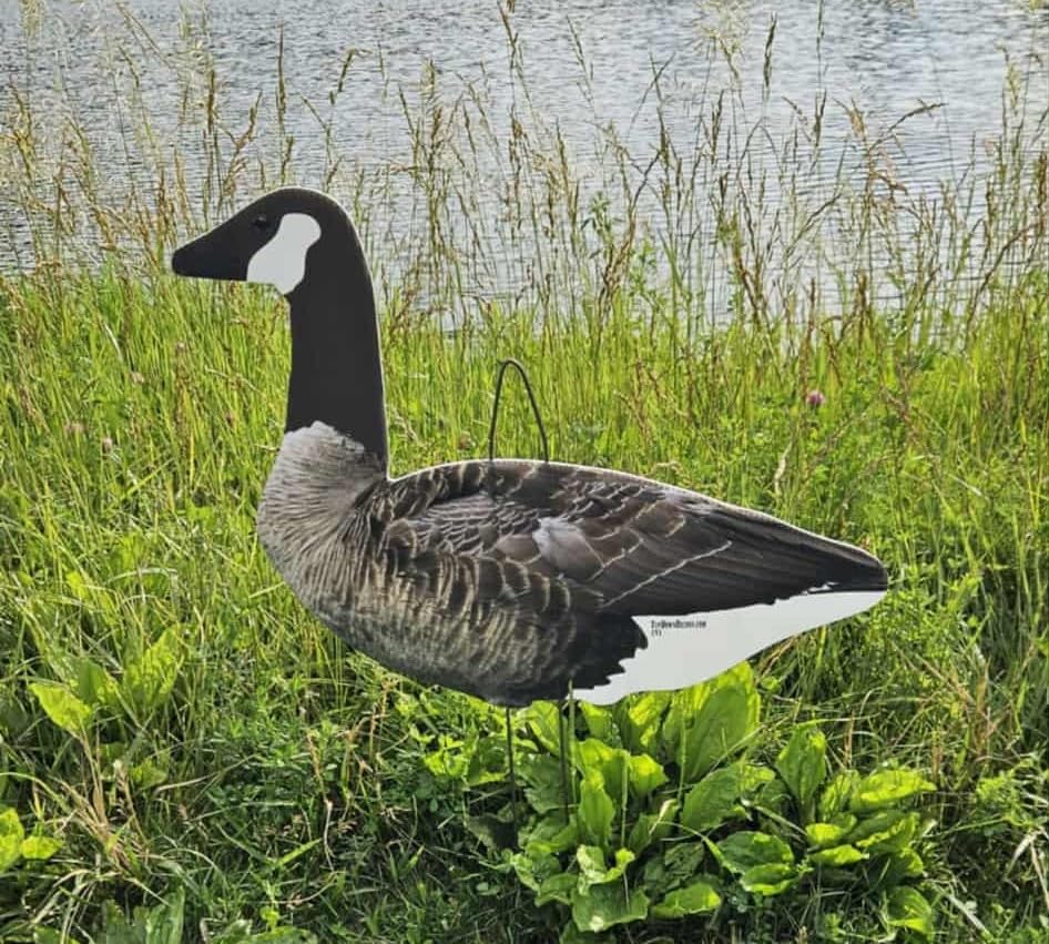 Top Down Decoys CV246-12 walker head demonstrates versatile posing for realism.