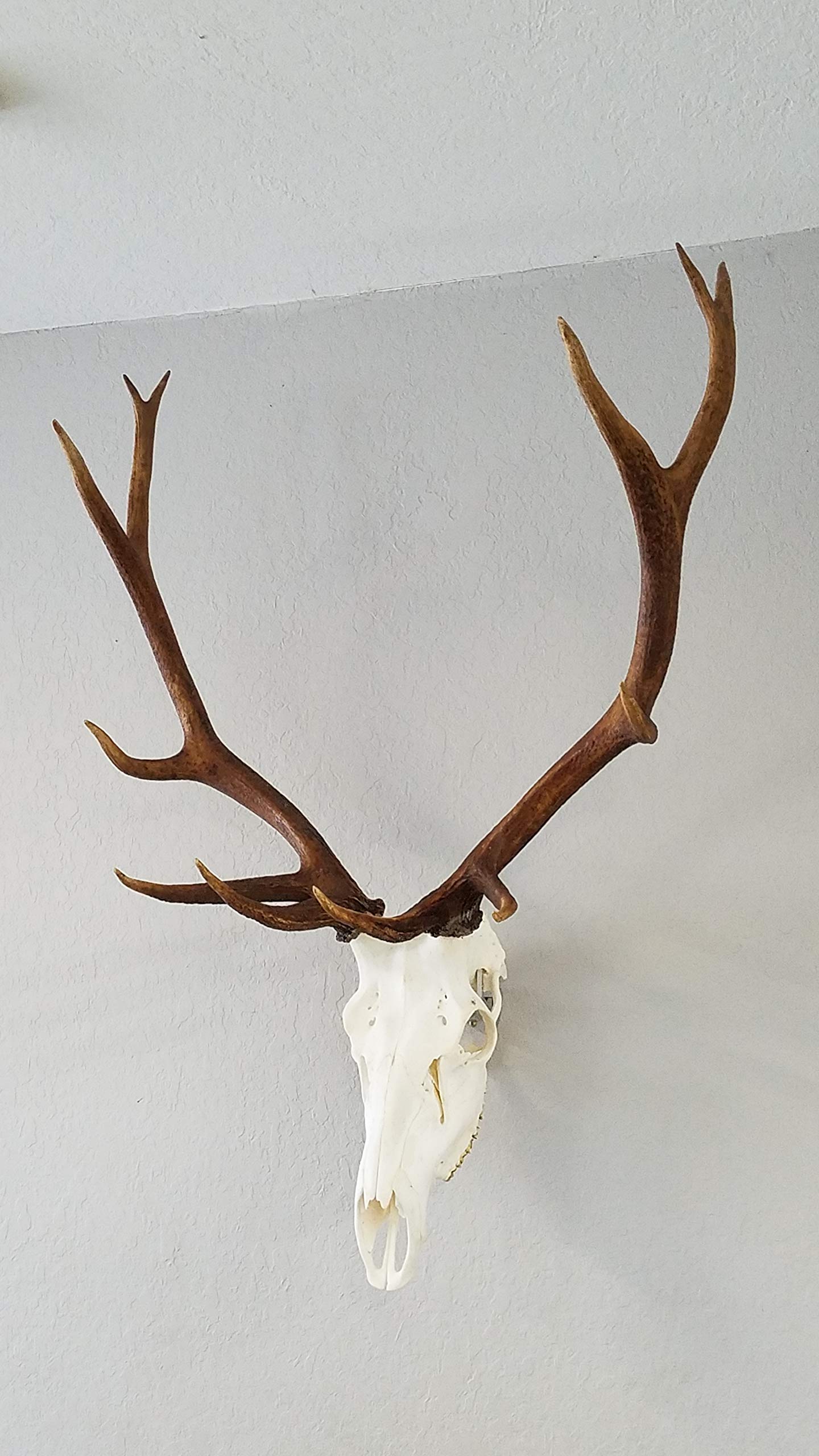 Top Rack european skull display centers and protects your hunt's centerpiece.