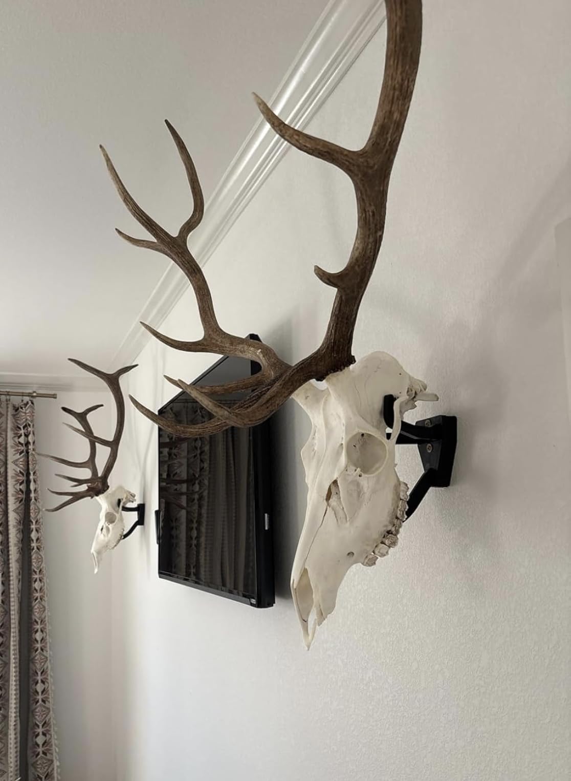 Top Rack moose trophy hanger showcases size and detail with easy installation.