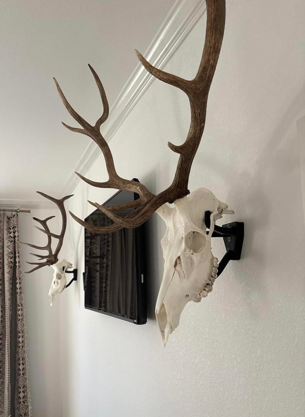 Top Rack moose trophy hanger showcases size and detail with easy installation.