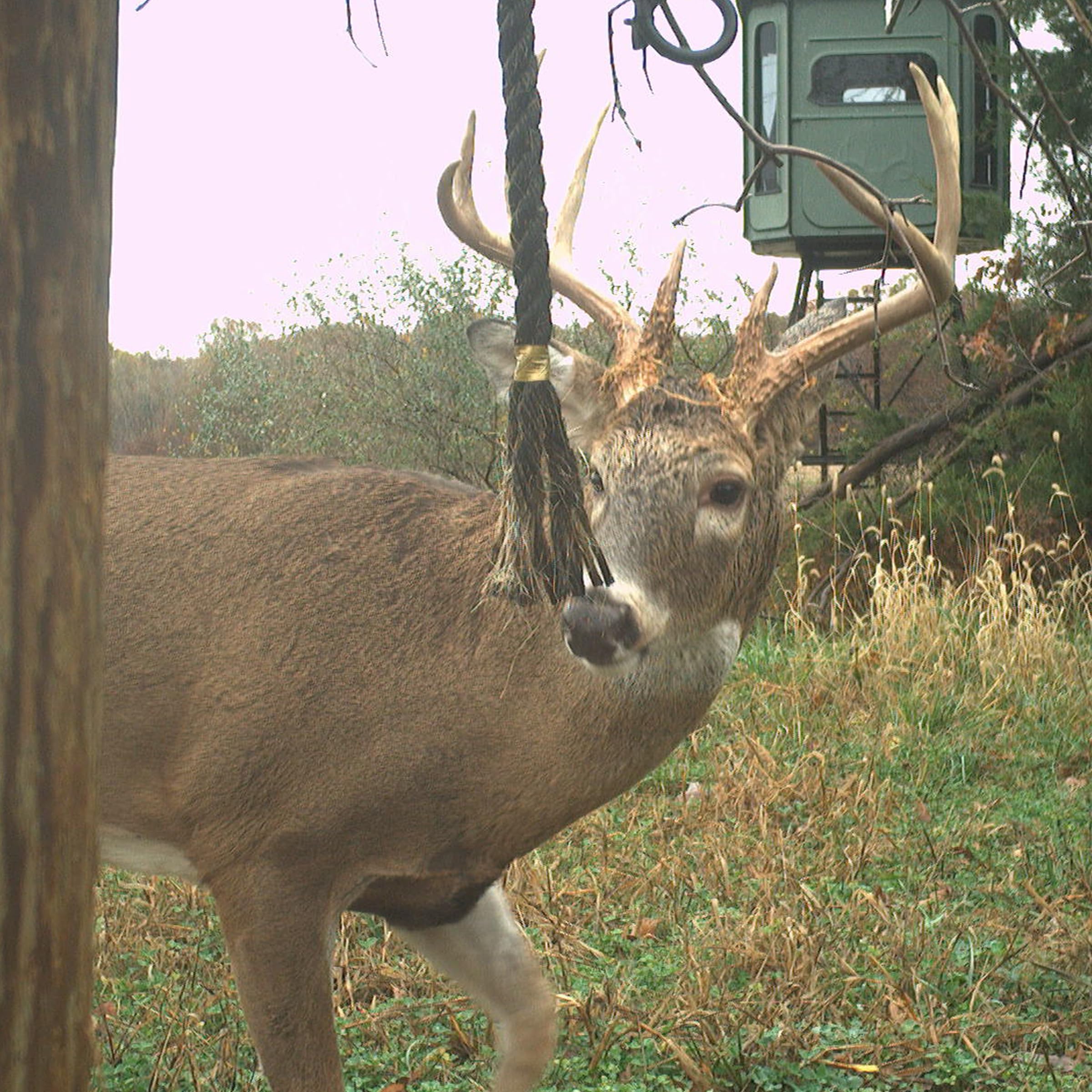 Overview of trophy buck interaction site setup