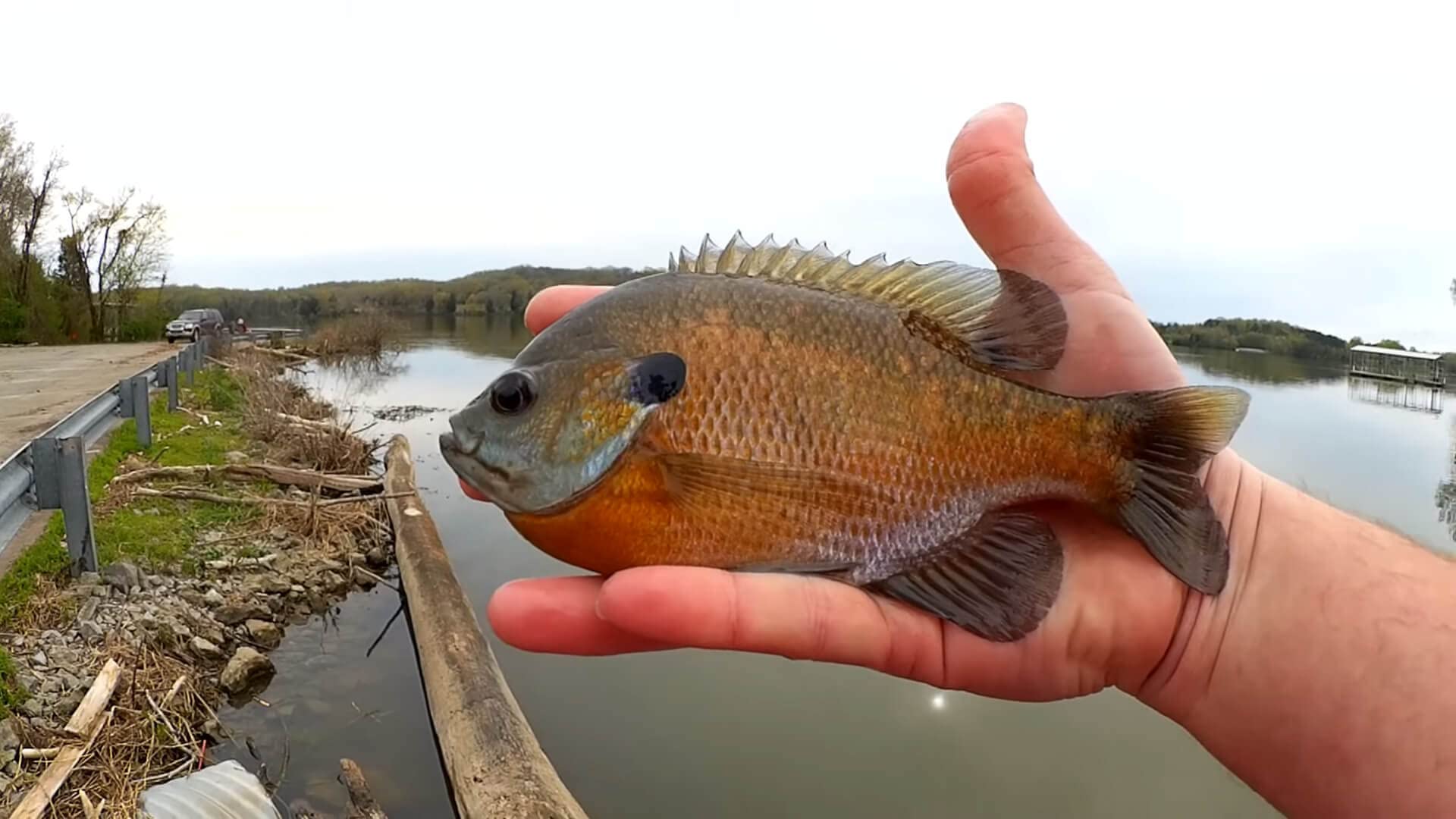 Trout Magnet bright colors lure finicky fish in varied light and water conditions.