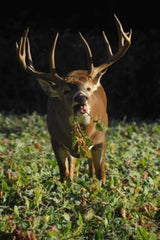 Two food sources from Tall Tine Tubers Feed Mix provide foliage and tubers