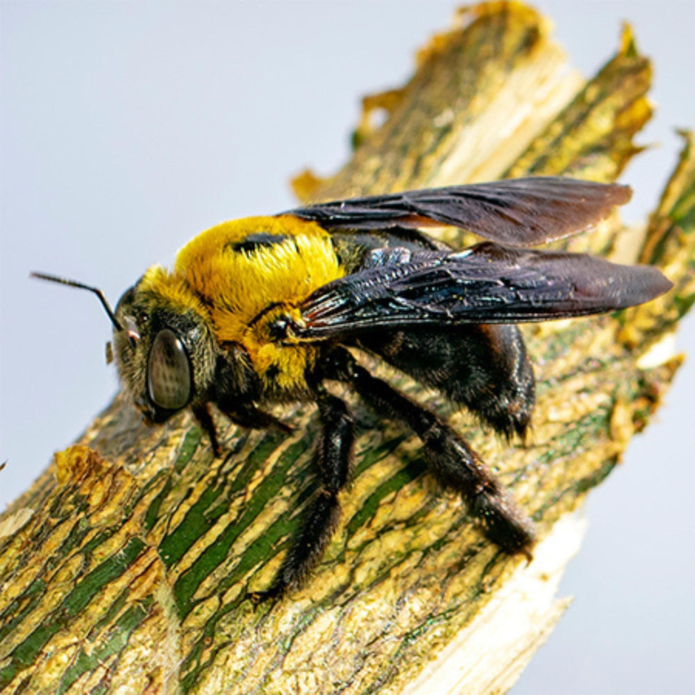 Uncle Dunkels Carpenter Bee Formula targeted treatment without frequent reapplication