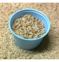 Unknown Brand wax worms ready for ice fishing and reptile feeding