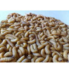Unknown Brand wax worms with pine shavings, stored dry for freshness