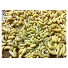 Unknown Brand wax worms in tubs close-up, ideal for year-round bait