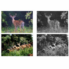 VINGVO trail camera supports wildlife monitoring and security use cases