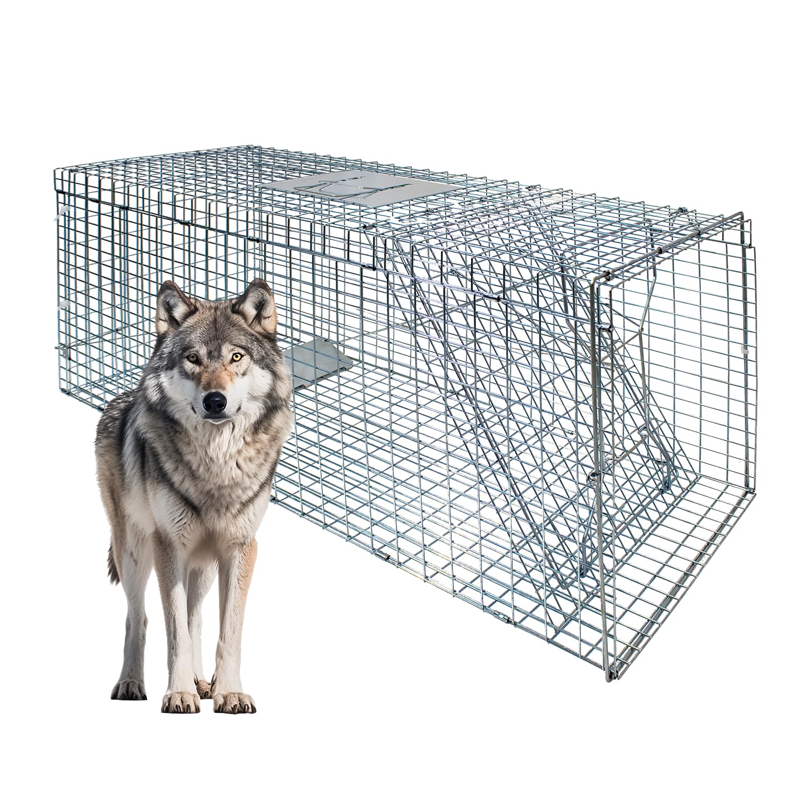 Vlaeng large foldable trap front view demonstrates humane capture design.
