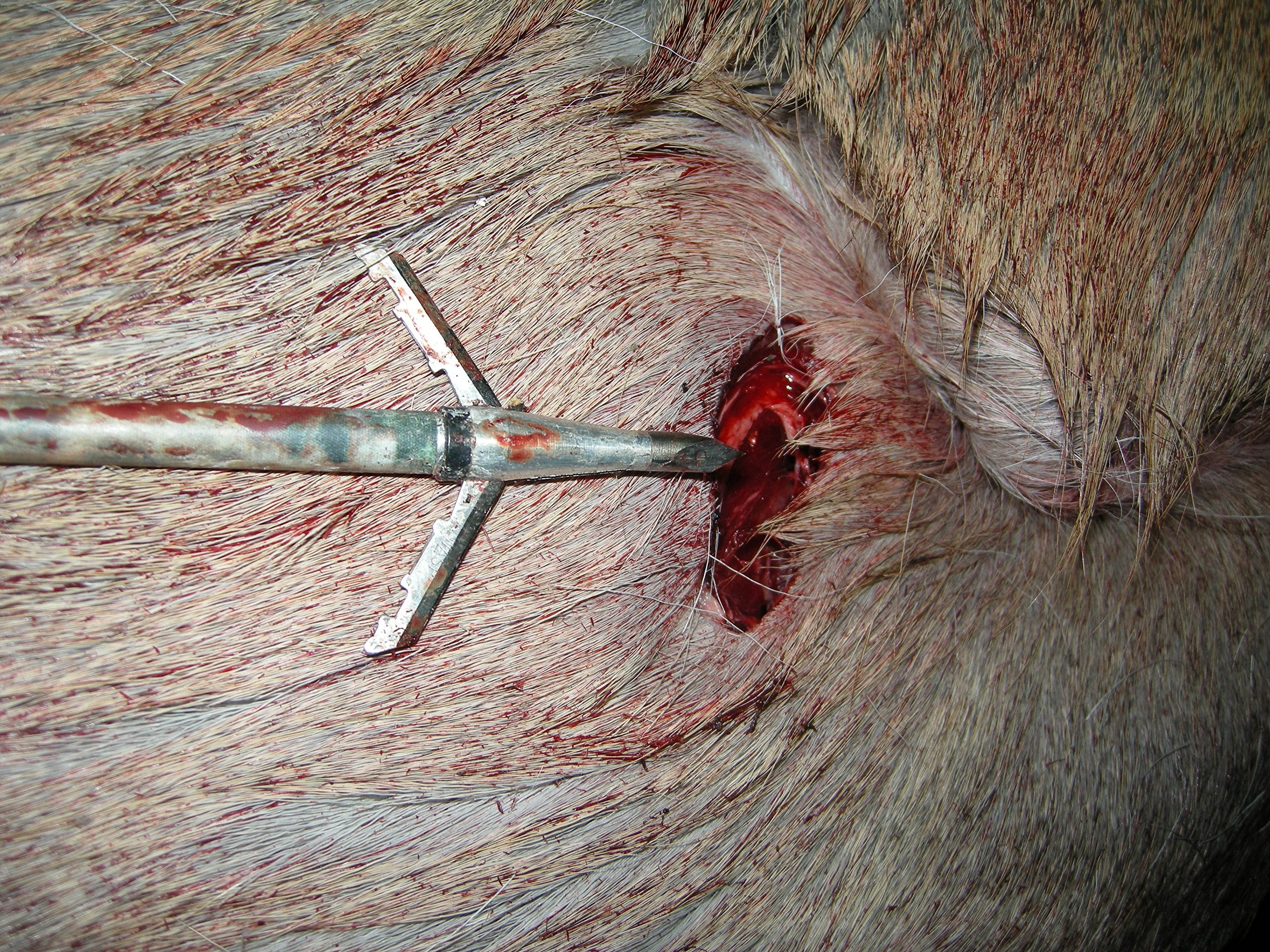 Wasp Jak-Knife field-point accuracy while broadhead is deployed