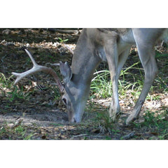 Deer attracted to 30-06 mineral and vitamin supplement scent and flavor enhancers