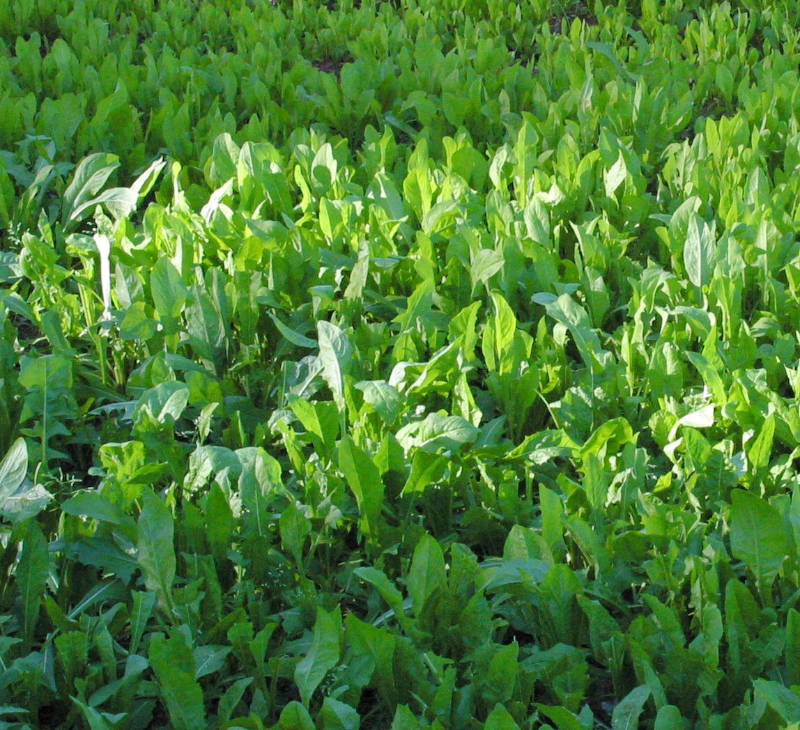 Deer attracted to Chic Magnet chicory forage