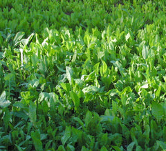 Deer attracted to Chic Magnet chicory forage