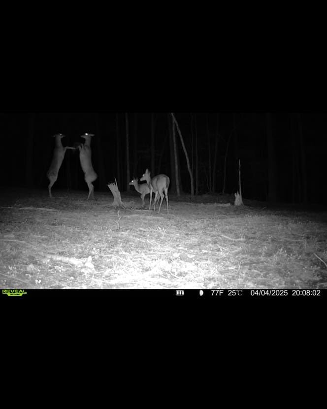 Whitetail Hill Antler IV trail-camera friendly mineral site setup attracts deer year-round.