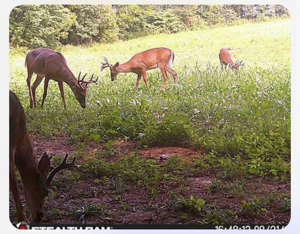 Whitetail Hill Bucks and Beards seed mix no-till planting setup