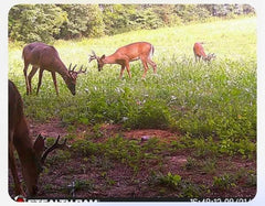 Whitetail Hill Bucks and Beards seed mix no-till planting setup