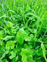 Whitetail Hill Bucks and Beards seed mix planted plot showing early growth