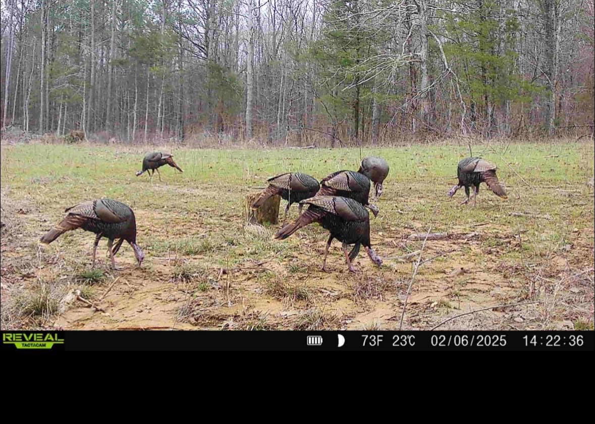 Whitetail Hill Bucks and Beards seed mix spring growth attracting turkeys