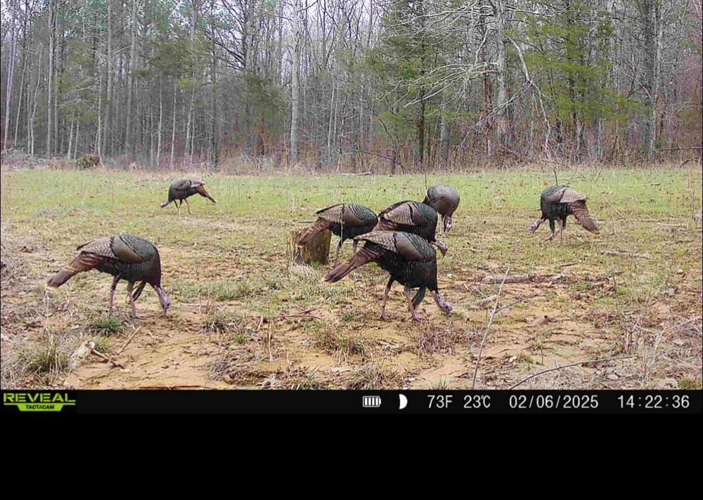 Whitetail Hill Bucks and Beards seed mix spring growth attracting turkeys