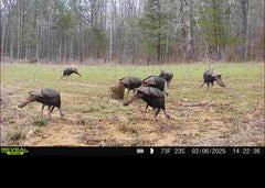 Whitetail Hill Bucks and Beards seed mix spring growth attracting turkeys