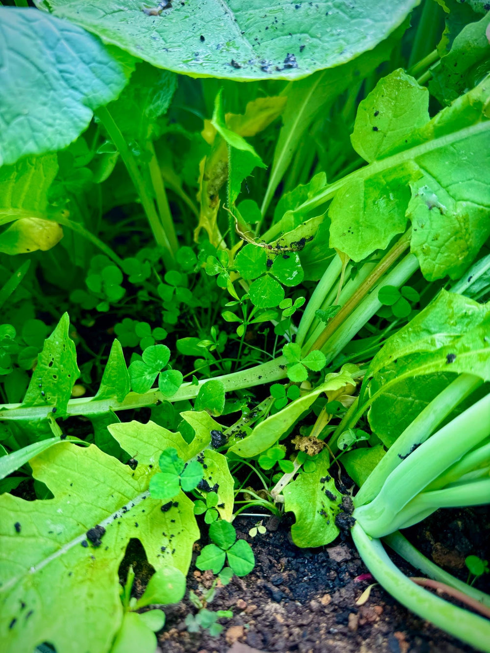Whitetail Hill chicory blooms add nutrition and long-lasting browse in shade.