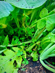 Whitetail Hill chicory blooms add nutrition and long-lasting browse in shade.