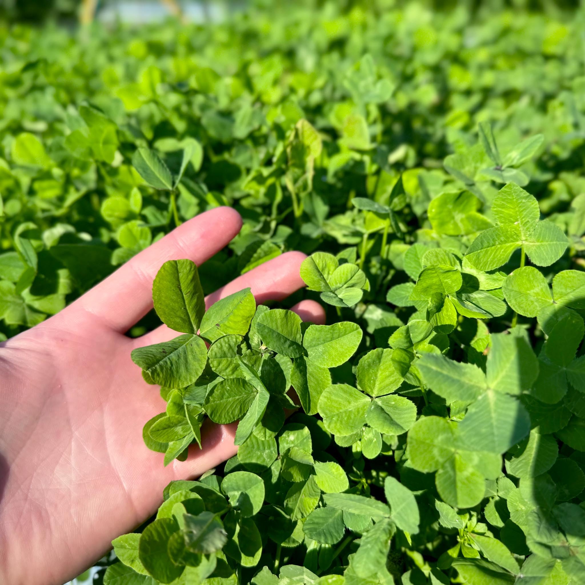 Whitetail Hill drought-tolerant clover thrives with limited moisture.