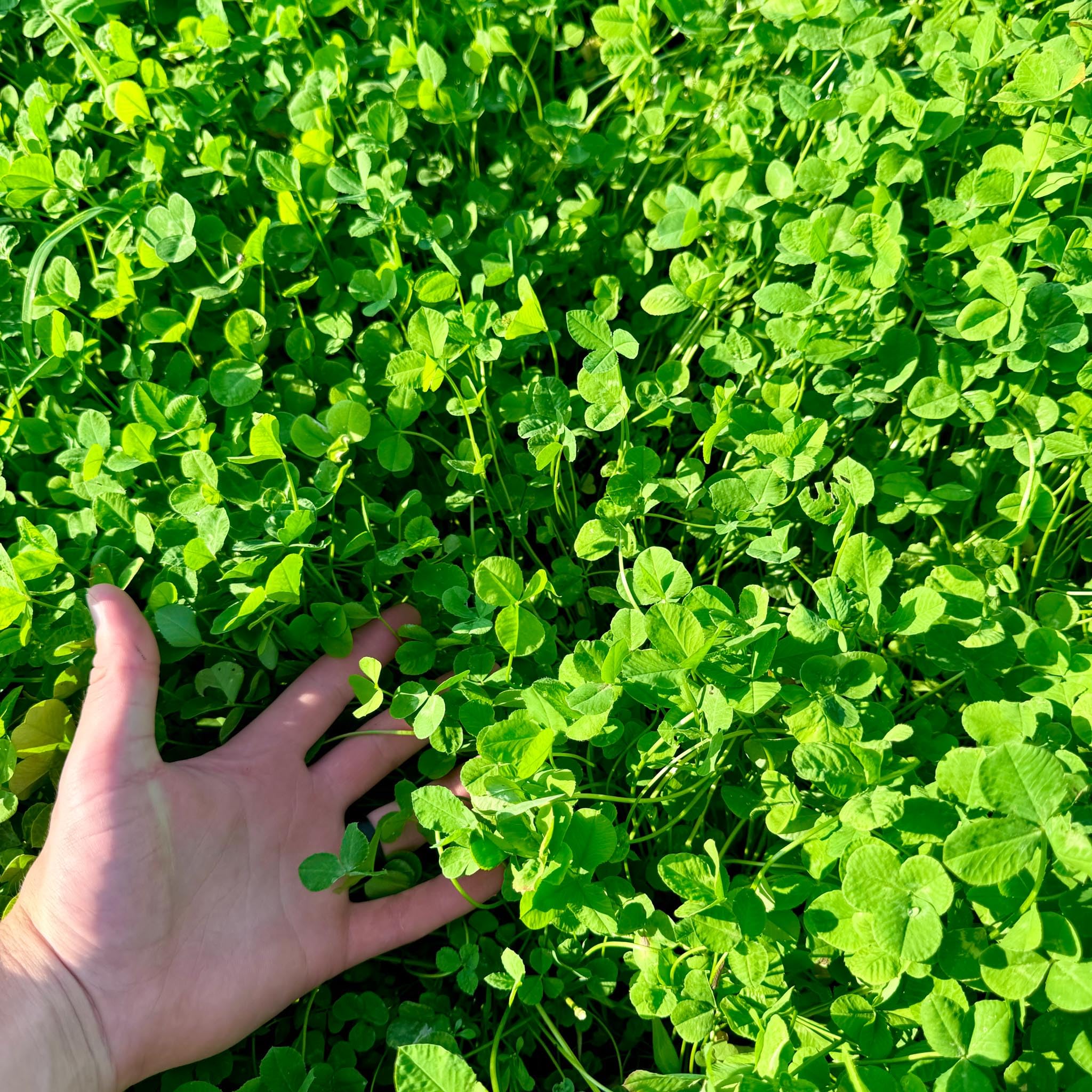 Whitetail Hill graze-tolerant clover supports heavy grazing tolerance.
