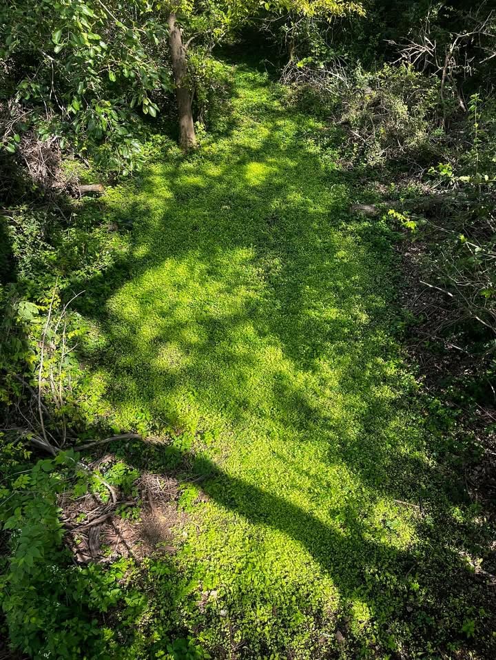 Whitetail Hill graze-tolerant mix supports heavy grazing without sacrificing regrowth.