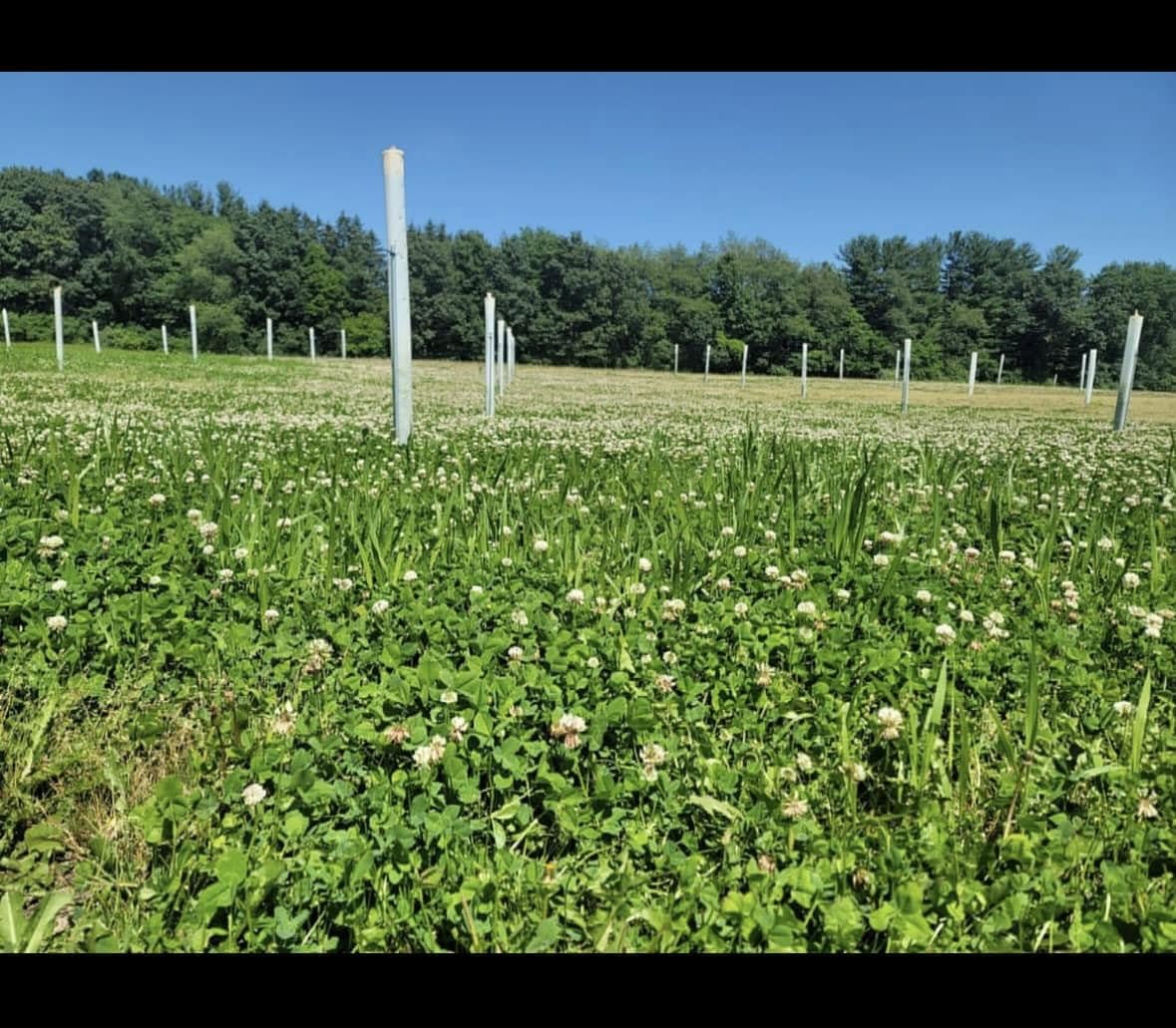Whitetail Hill high-palatable clover highlights protein-rich forage.