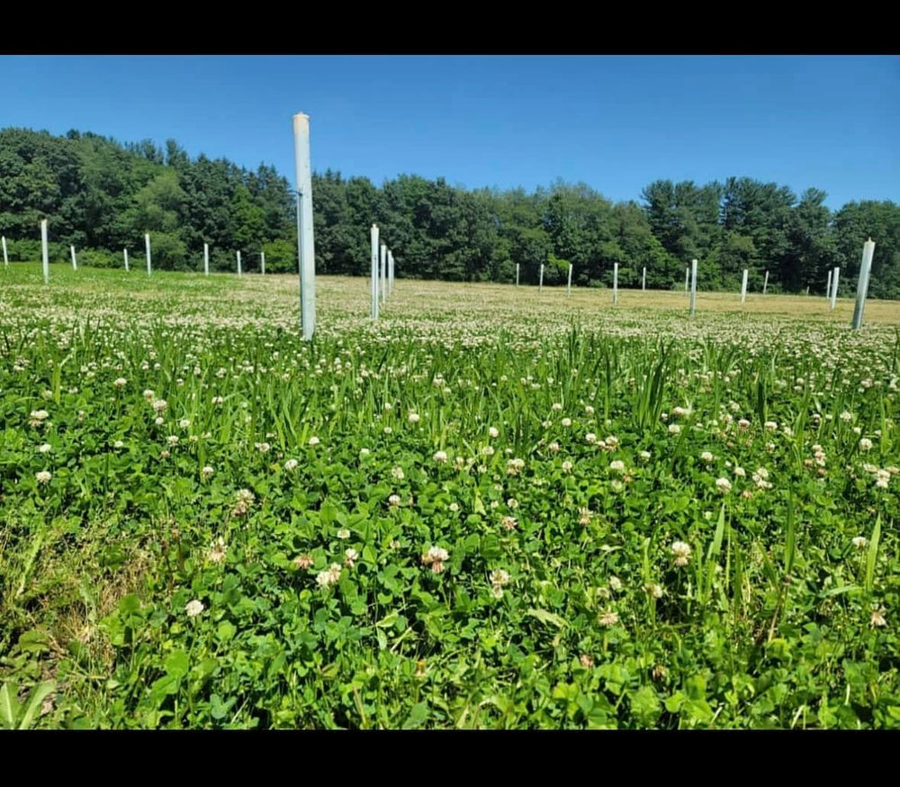 Whitetail Hill high-palatable clover highlights protein-rich forage.